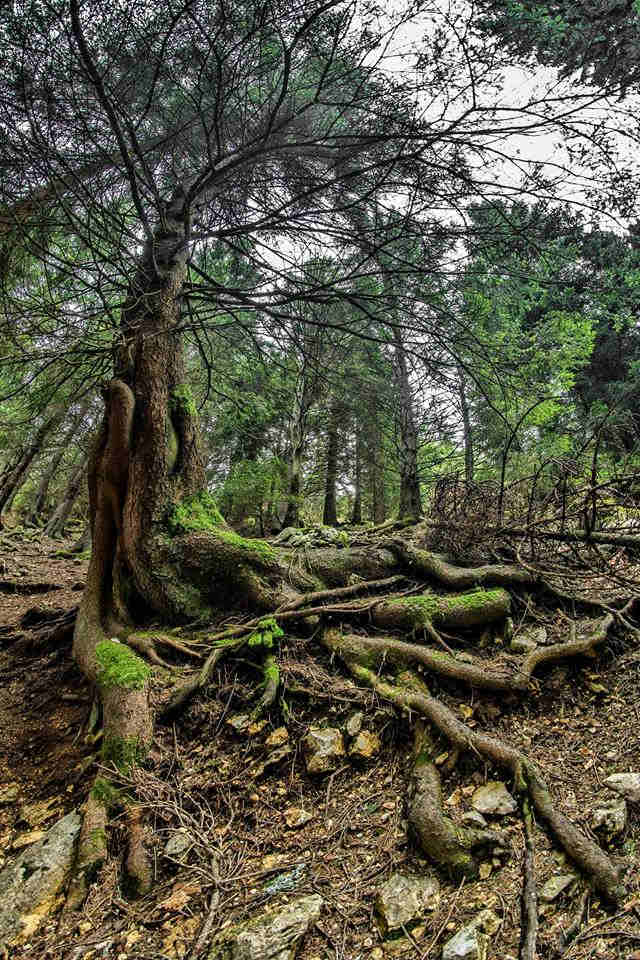 Rikošet (Zbog ništa), piše: Boško Protić