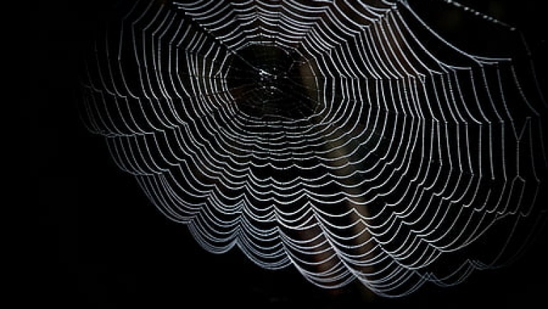 O paucima i autopoetici